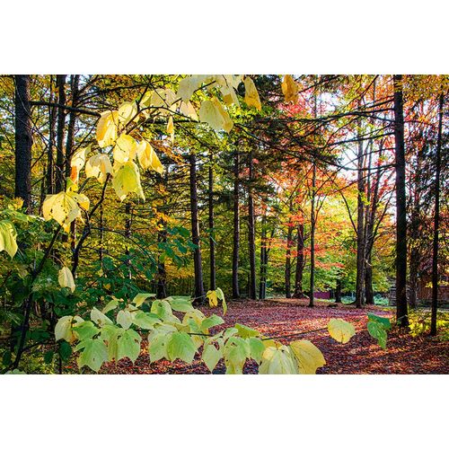 Jones, Allison 아티스트의 USA-Vermont-Morrisville-Jopson Lane Fall foliage작품입니다.